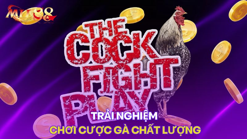 Trải nghiệm chơi cược gà chất lượng