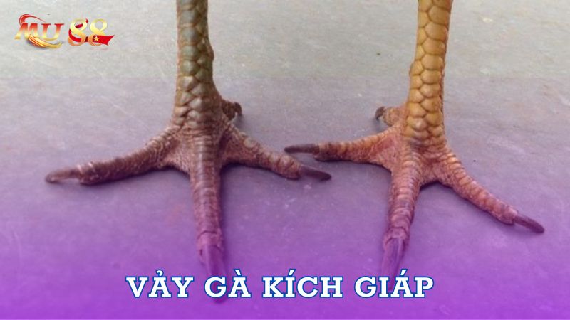 Vảy gà Kích Giáp mạnh mẽ và siêu may mắn