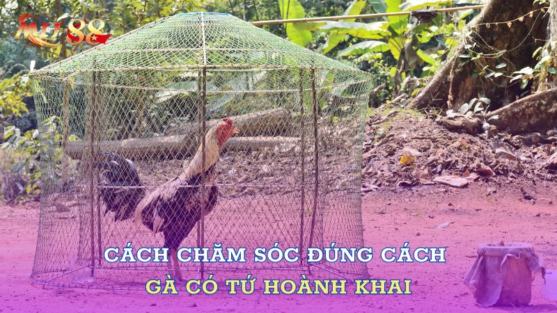 Cách chăm sóc đúng cách gà có tứ hoành khai